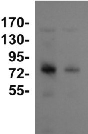 DnaK2 | Heat shock protein 70-2 (HSP70-2) in the group Antibodies Plant/Algal / Environmental Stress / Heat shock at Agrisera AB (Antibodies for research) (AS08 350)